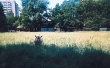 00494.jpg